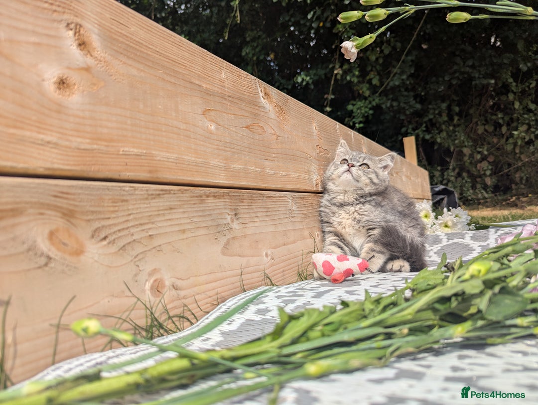 British Shorthair cats for sale: GORGEOUS BRITISH SHORTHAIR KITTENS – BLUE-SPOTTED - Image 3