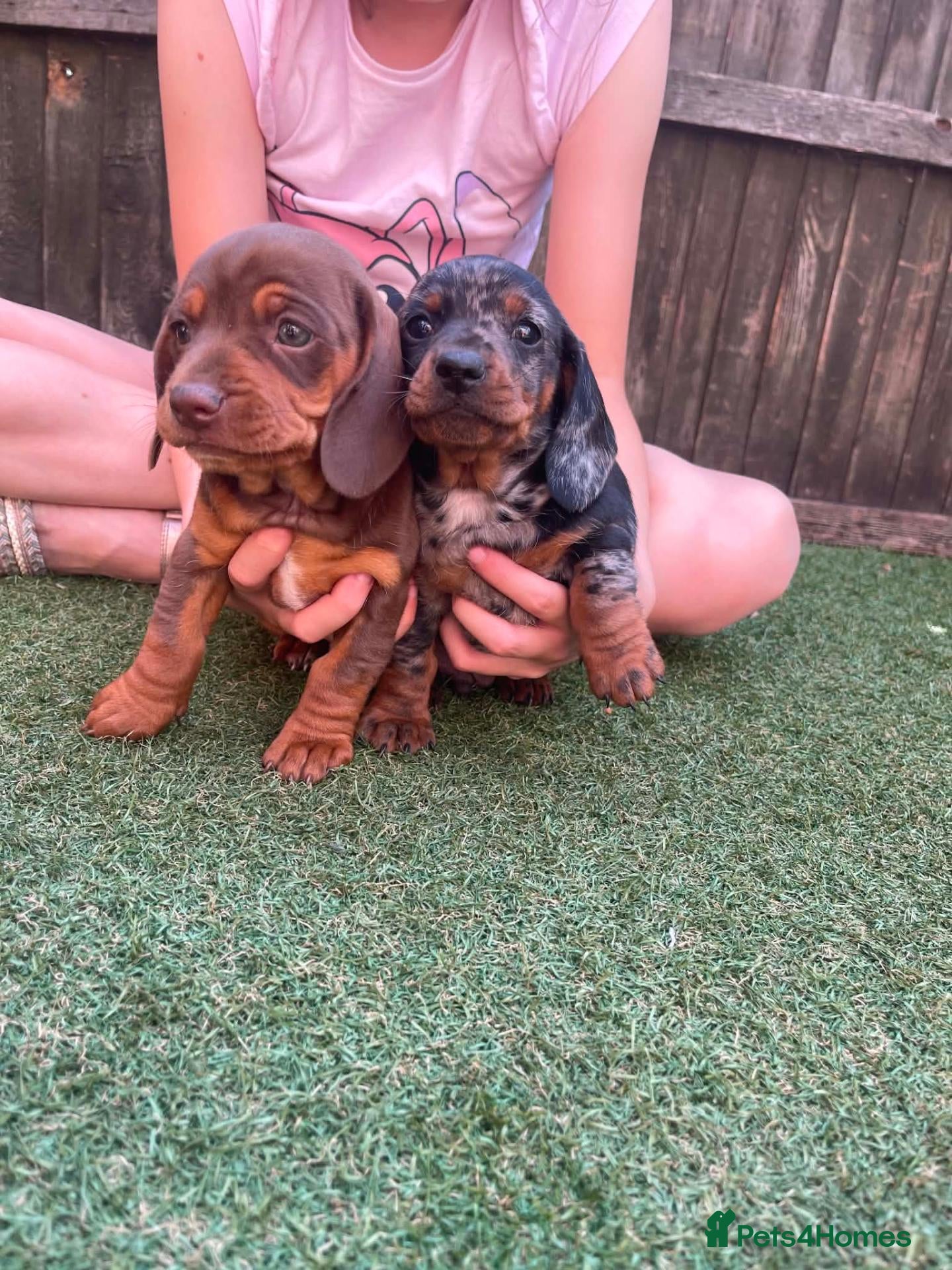 Dachshund dogs Dchshund miniature - Advert 2