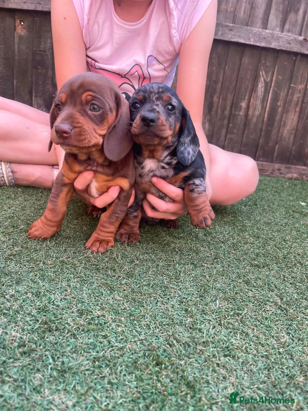 Dachshund dogs for sale: Dchshund miniature - Advert 2