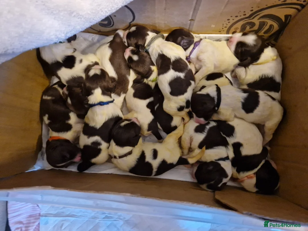 English Springer Spaniel dogs for stud: Proven Liver & White English Springer Spaniel Stud in Swansea - Advert 9