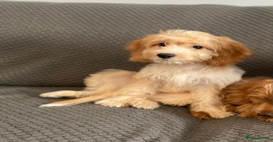 Cockapoo dogs - Advert 9