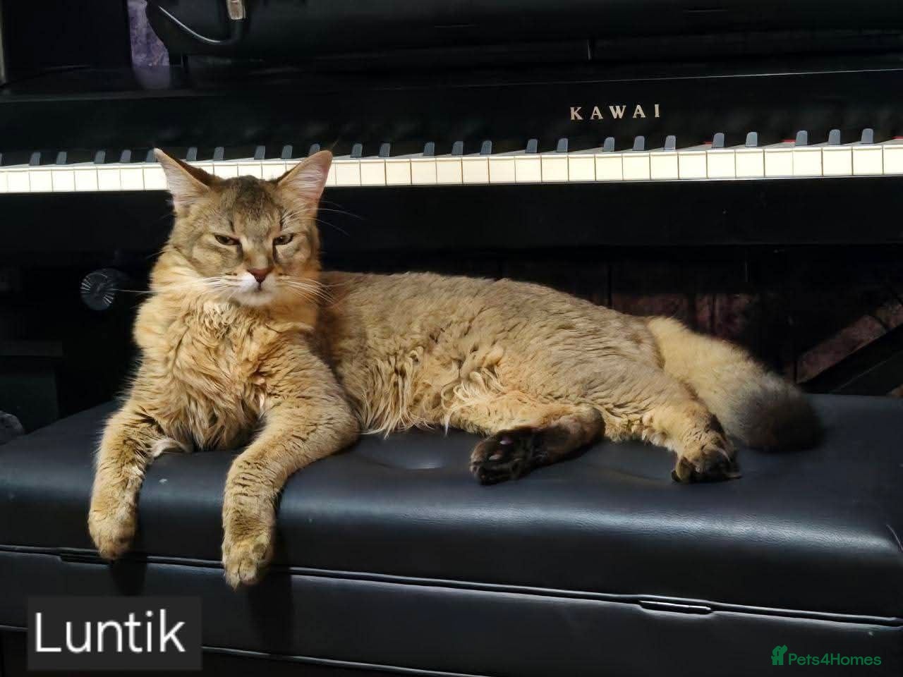 Chausie cats Chausie F6  - Advert 2