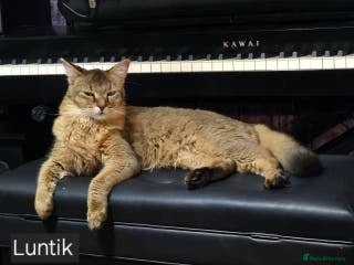 Chausie cats Chausie F6 - Advert 2