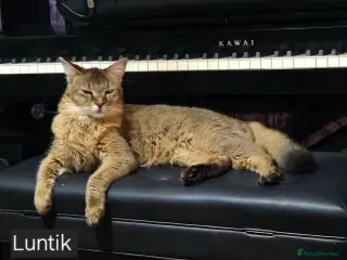 Chausie cats Chausie F6 - Advert 3