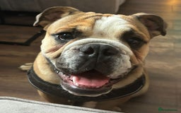 English Bulldog dogs for sale: English bulldog - Image 5