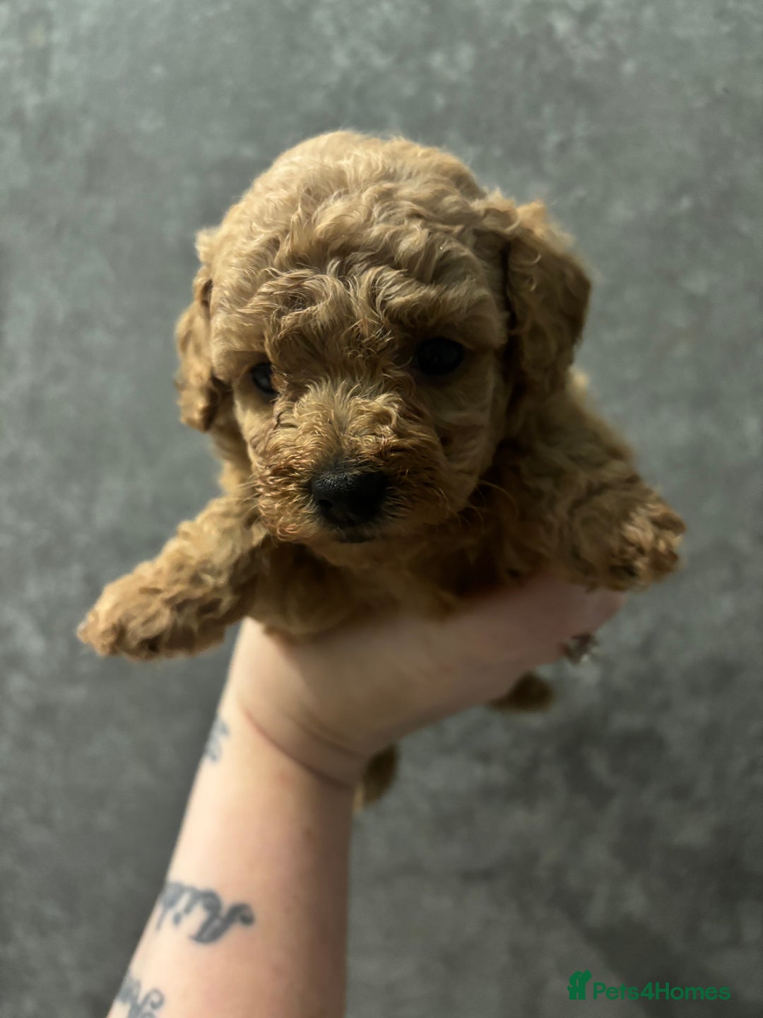 Toy Poodle dogs for sale: 3 stunning toy poodle females  - Advert 14
