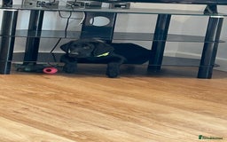 Labrador Retriever dogs for sale: 🌟🌟5 star licensed Breeder 🌟🌟🌟 - Image 1