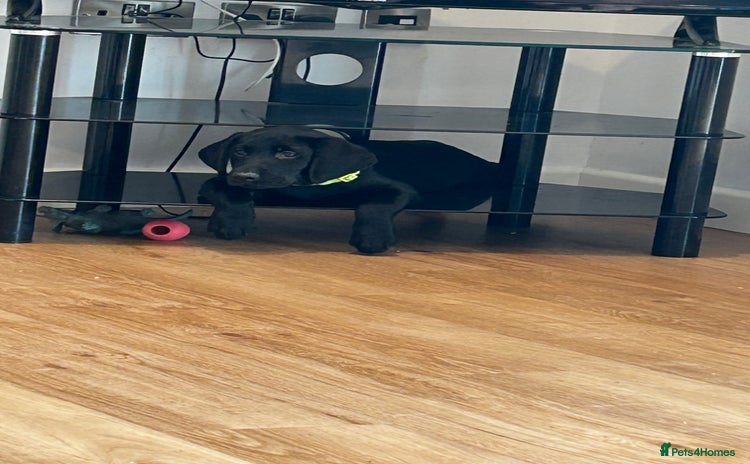 Labrador Retriever dogs - Advert 16