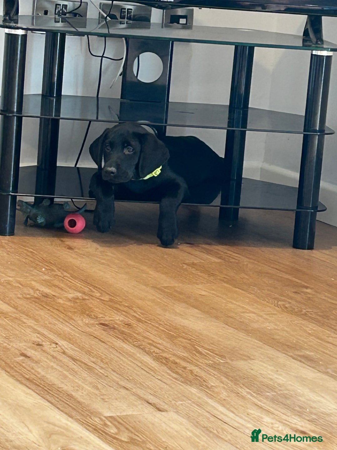 Labrador Retriever dogs for sale: 🌟🌟5 star licensed Breeder 🌟🌟🌟 - Image 1