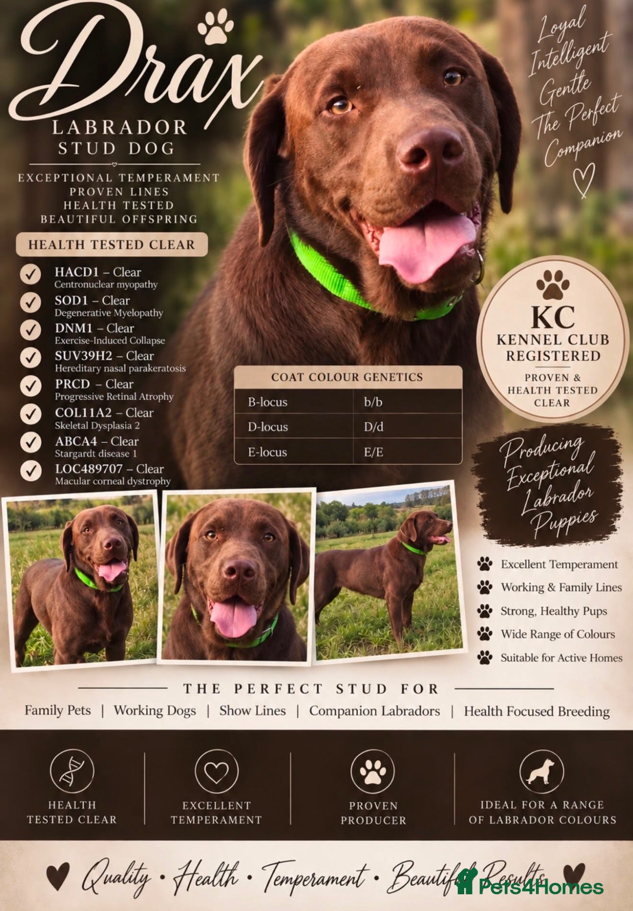 Labrador Retriever dogs Chocolate Carrying silver Labrador, Health Tested - Advert 18