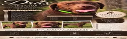 Labrador Retriever dogs for stud: Chocolate Carrying silver Labrador, Health Tested - Advert 1