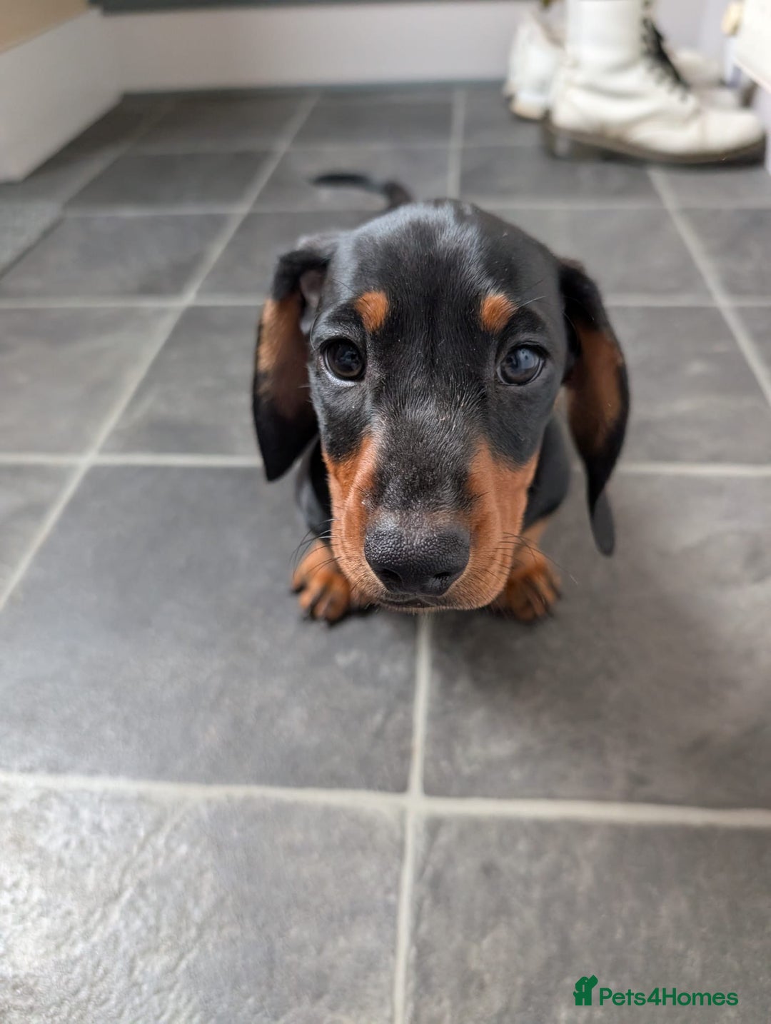 Miniature Dachshund dogs for sale: Miniature Dachshund Puppies  - Image 9