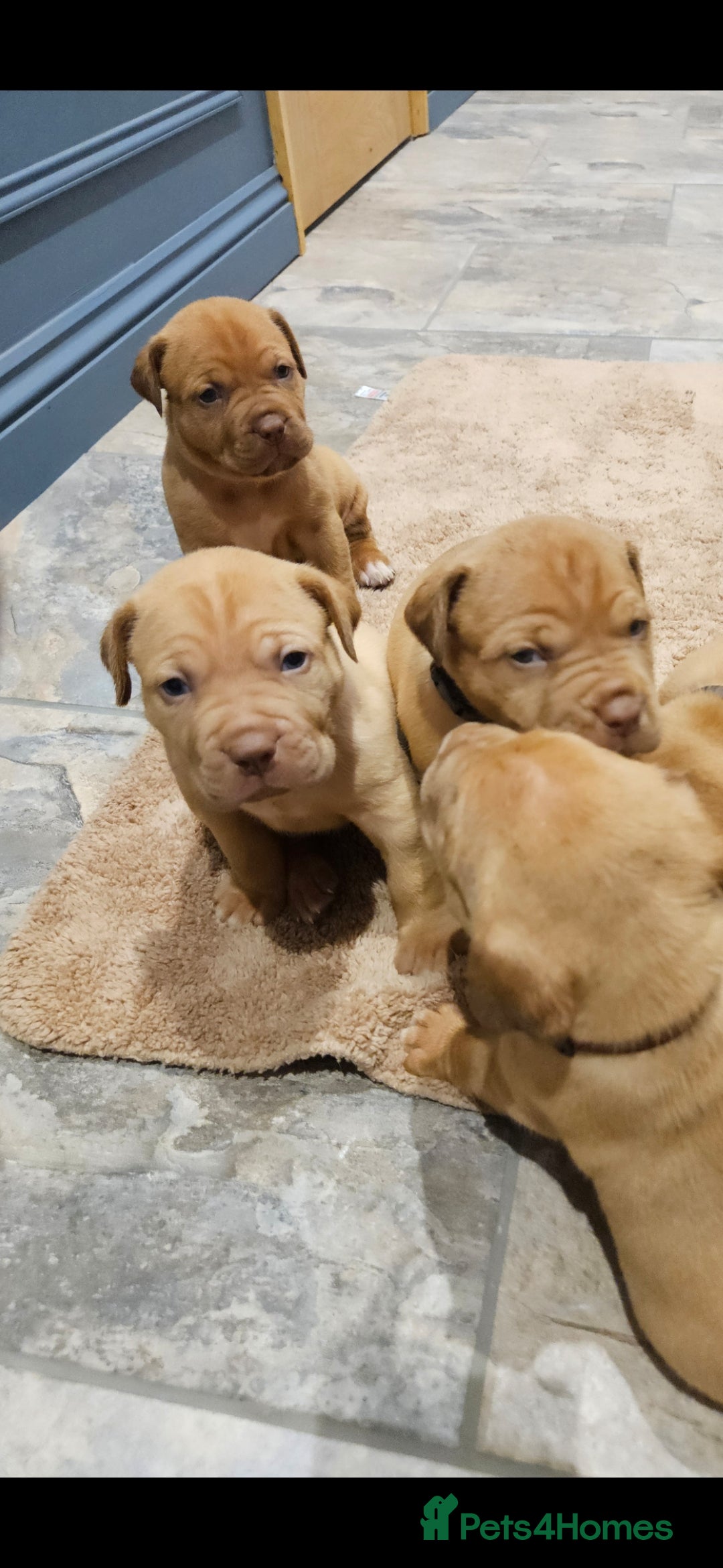 Dogue De Bordeaux dogs for sale: Dogue de bordeaux puppiesgor sale - Image 5