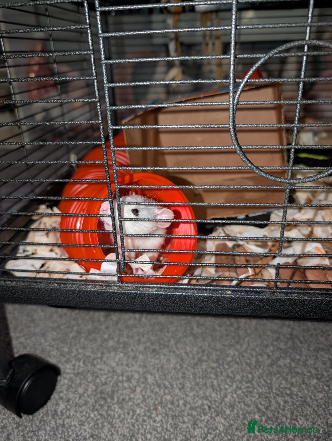 Rat rodents for sale: Two rats - Advert 1