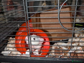 Rat rodents Two rats - Advert 1