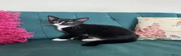 Domestic Shorthair cats for sale: Beautiful Kittens Ready for Their Forever Homes! - Advert 27