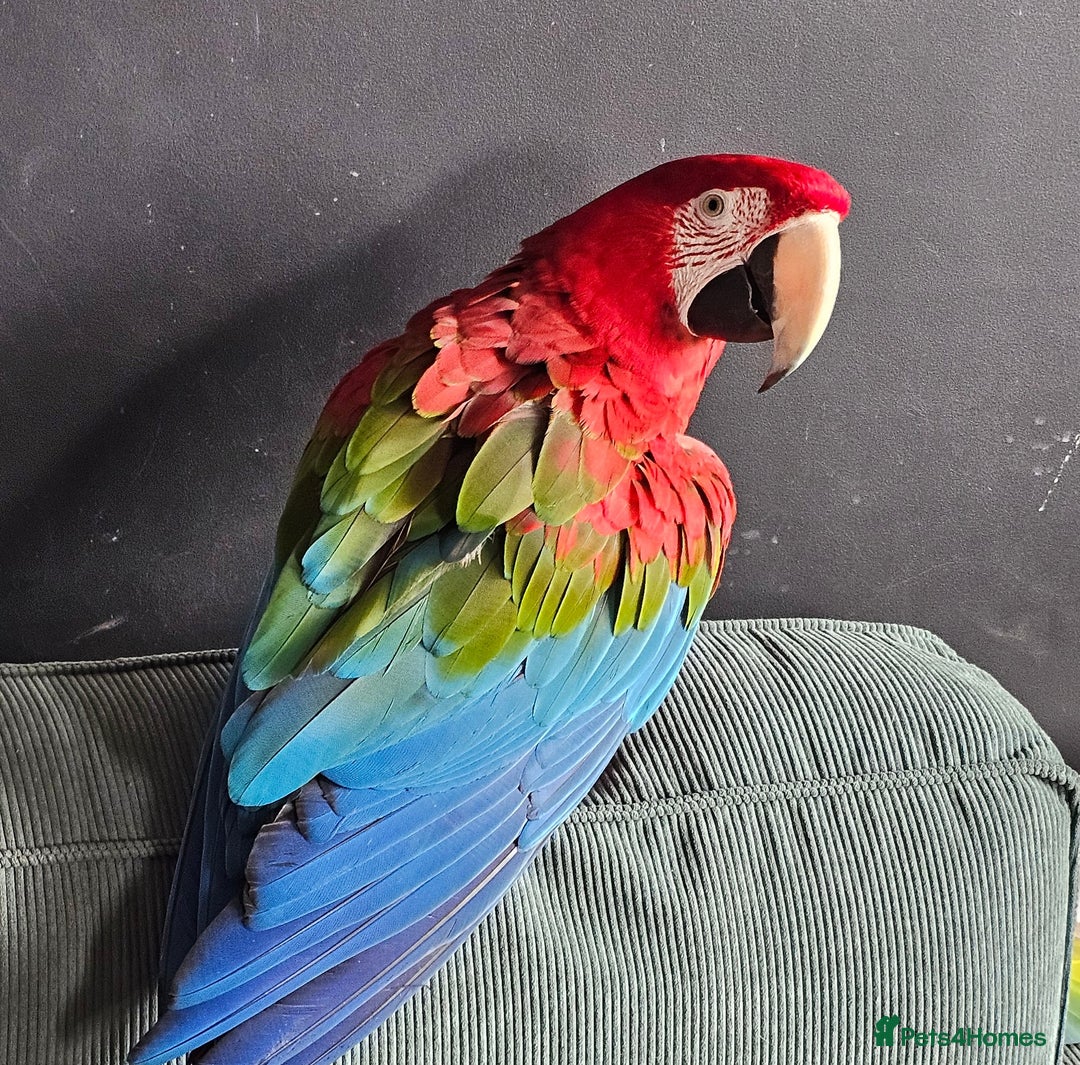 Macaws birds for sale: Semi-tame green wing macaw - Advert 4