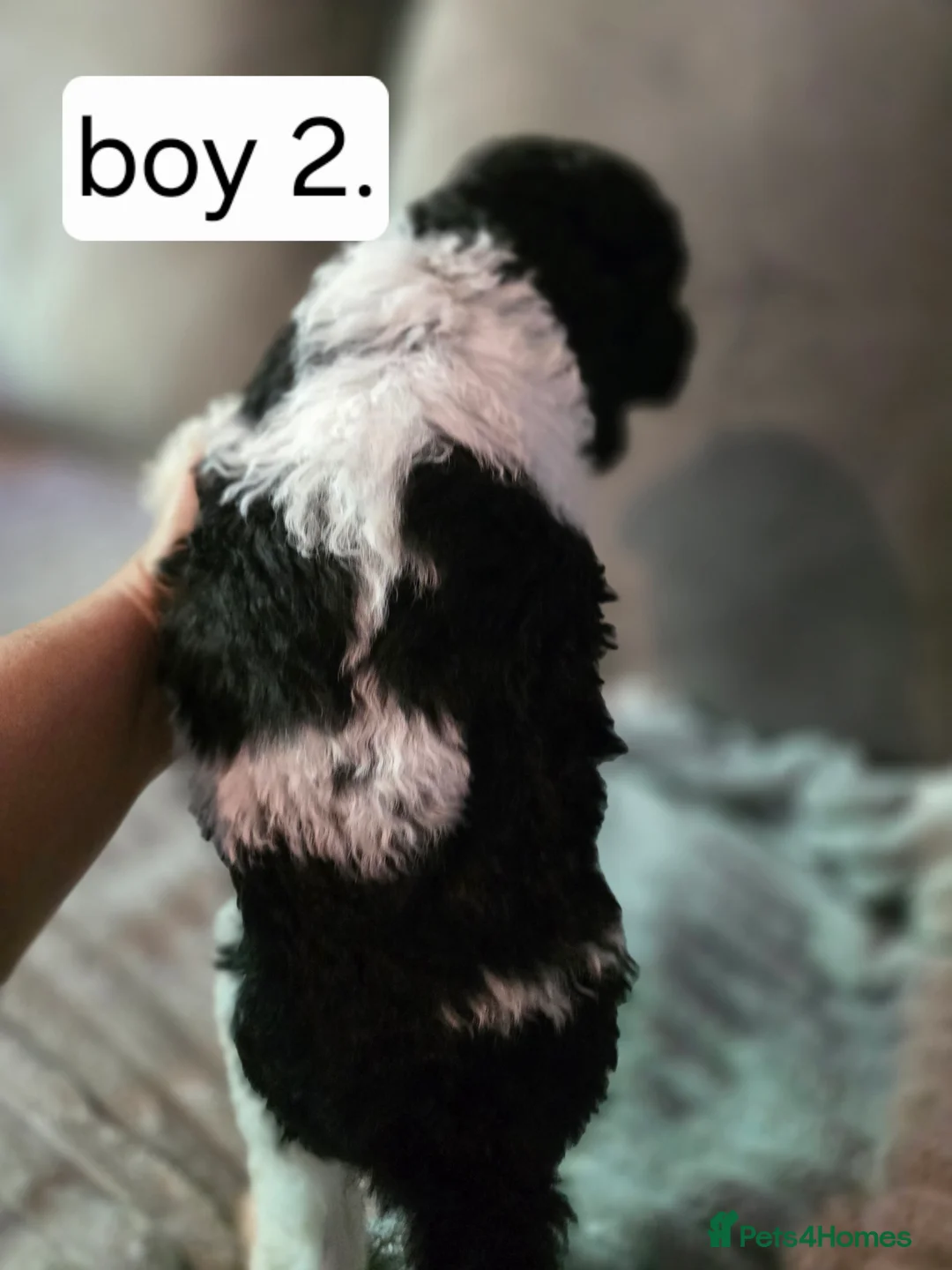Standard Poodle dogs for sale: Stunning kc registered standard poodle puppies  - Advert 18