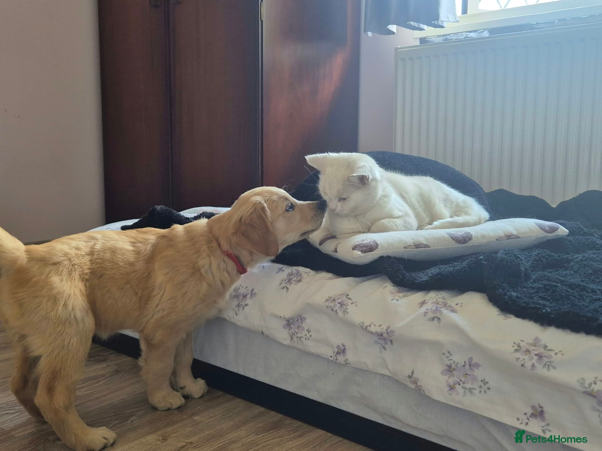 Golden Retriever dogs Litter of Golden Retriever puppies - Advert 1