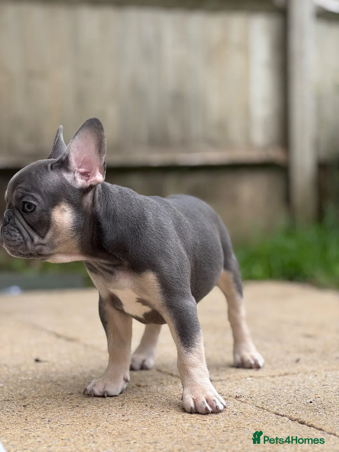 French Bulldog dogs for sale: PRICE DROP 2 PUPPIES KCREG HEALTH CLEAR FRENCHIE - Advert 20