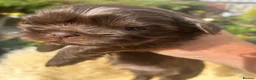 Shih Tzu dogs for sale: Imperial Shihtzu Chocolates - Advert 15