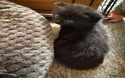 Mixed Breed cats for sale: 2 Beautiful Black/Brown Tabby Kittens - Image 23