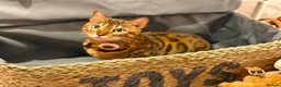 Bengal cats for sale: Champion Bengal in Colchester - Advert 6