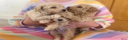 Poochon dogs for sale: 💙🌸Beautiful apricot F1 poochon puppies🌸💙 - Advert 4