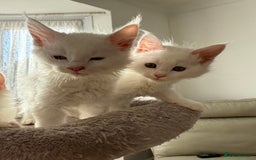 Maine Coon cats for sale: Gorgeous babies ready to find their forever family - Image 5