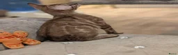 Bengal cats for sale: 🐆✨ TICA-Registered Bengals 🐆✨ - Advert 15