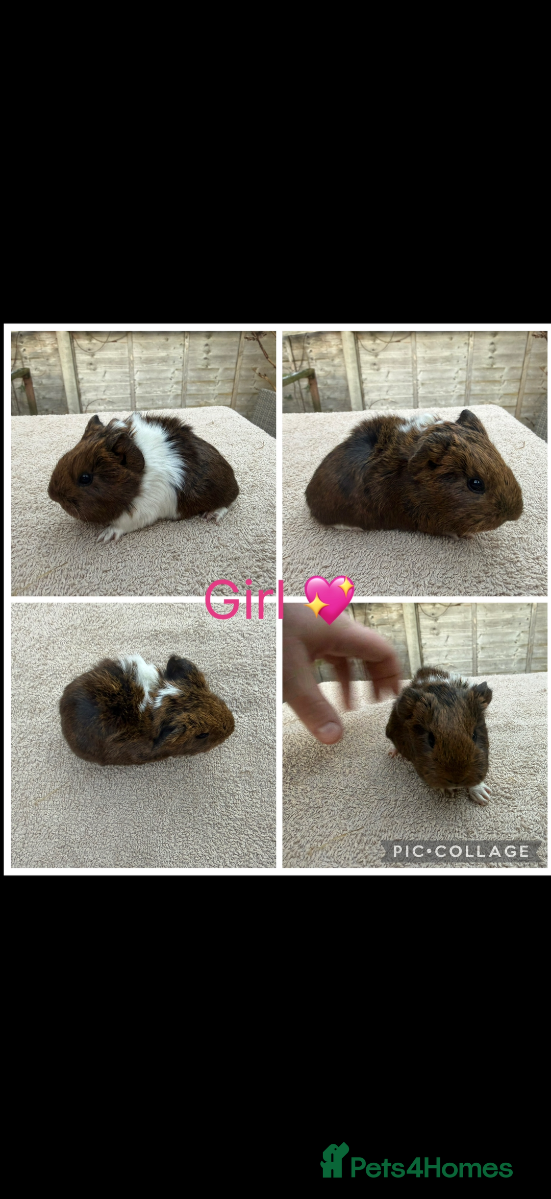 Guinea Pig rodents for sale: Male & Female Guinea pigs 👀 for new laps 🥰 - Advert 19