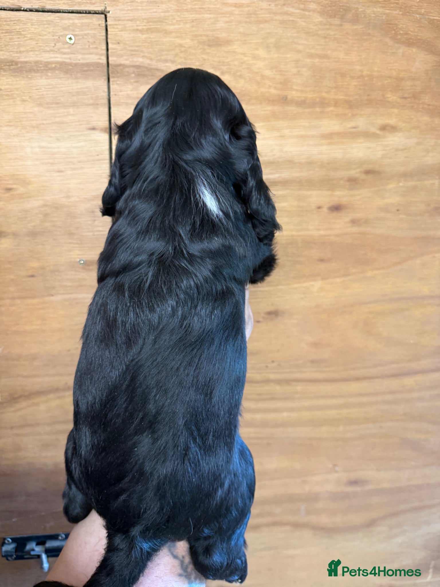 Cocker Spaniel dogs for sale: 5 Gorgeous Chunky Show Type Cocker Spaniels  - Advert 9