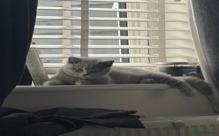 British Shorthair cats - Advert 12