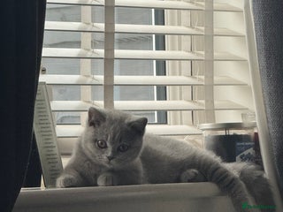 British Shorthair cats - Advert 16