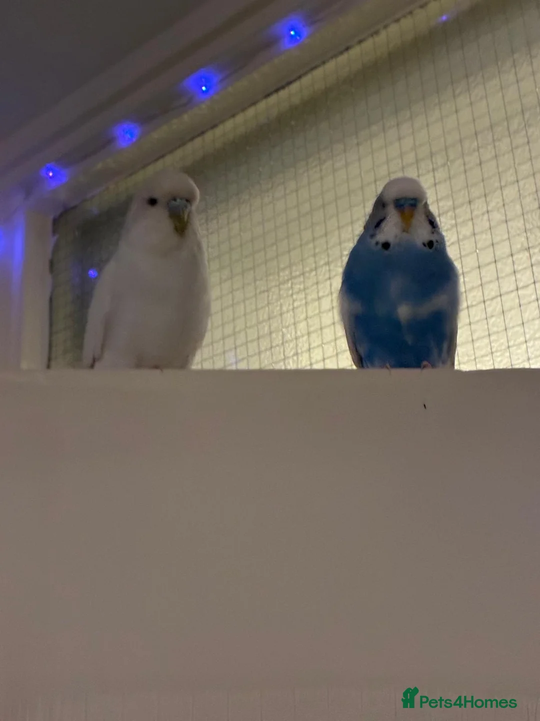 Budgerigars birds for sale: Tamed, young budgie pair for sale - Advert 2