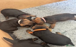 Border Terrier dogs for sale: Border Terrier KC Reg puppies - Image 11