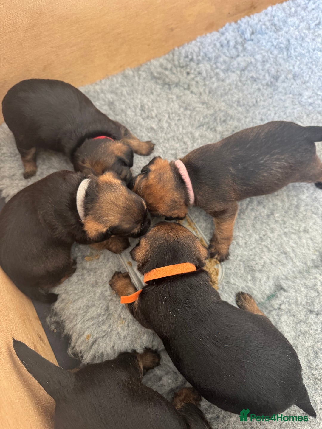 Border Terrier dogs for sale: Border Terrier KC Reg puppies - Image 11