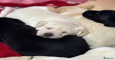 Labrador Retriever dogs Health Tested Perfect chunky Labrador Puppies - Advert 5