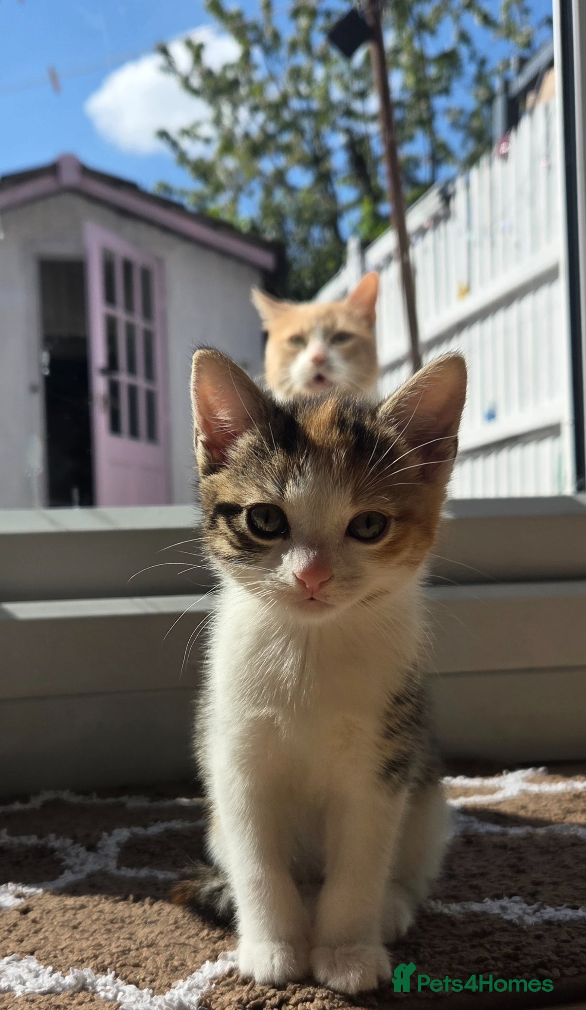 Mixed Breed cats Only 1 friendly baby girl avaliable. - Advert 1