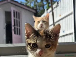 Mixed Breed cats Only 1 friendly baby girl avaliable. - Advert 3