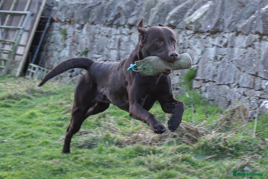 Labrador Retriever dogs for sale: KC Registered Black Labrador Puppies  - Advert 9