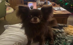 Chihuahua dogs for sale: Outstanding Quality Long Coat Chihuahua  - Image 6