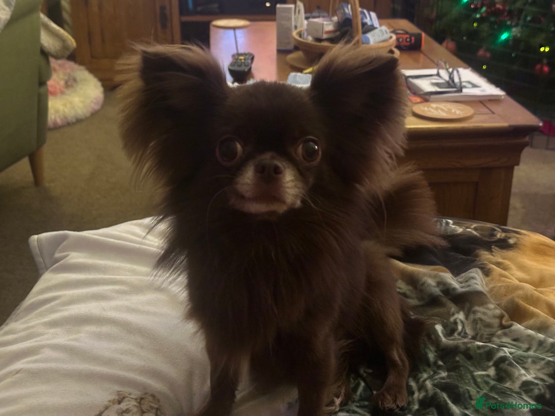 Chihuahua dogs for sale: Outstanding Quality Long Coat Chihuahua  - Image 6