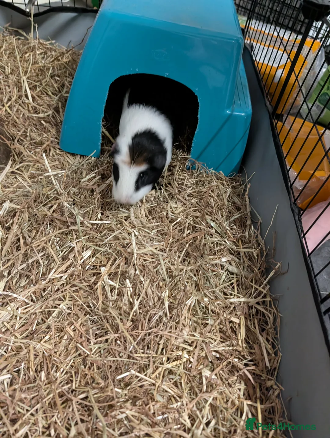 Guinea Pig rodents for sale: 2 female Guinea pigs with set up  - Advert 7