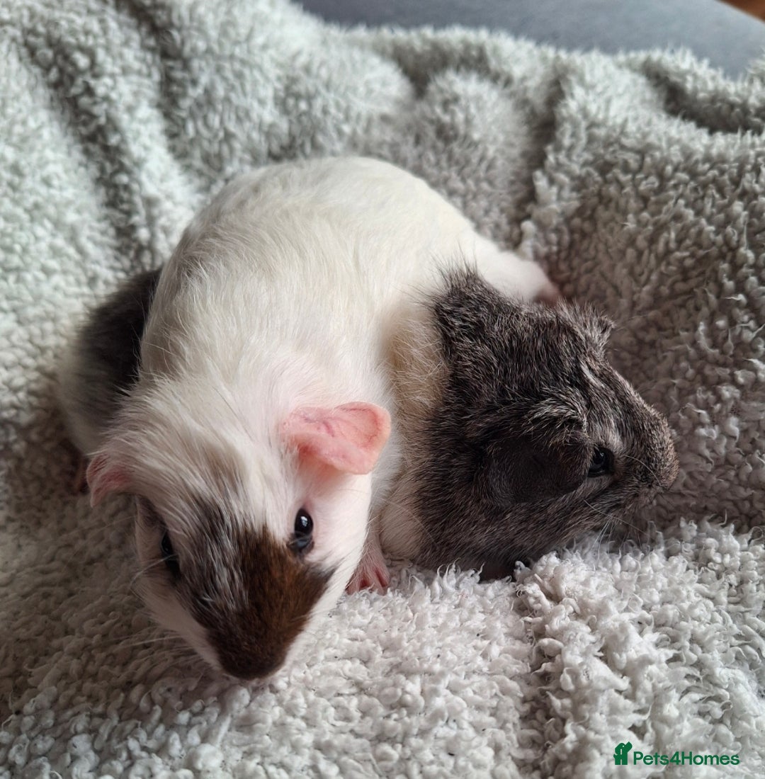 Guinea Pig rodents for sale: Two boars ready for rehoming - Image 4