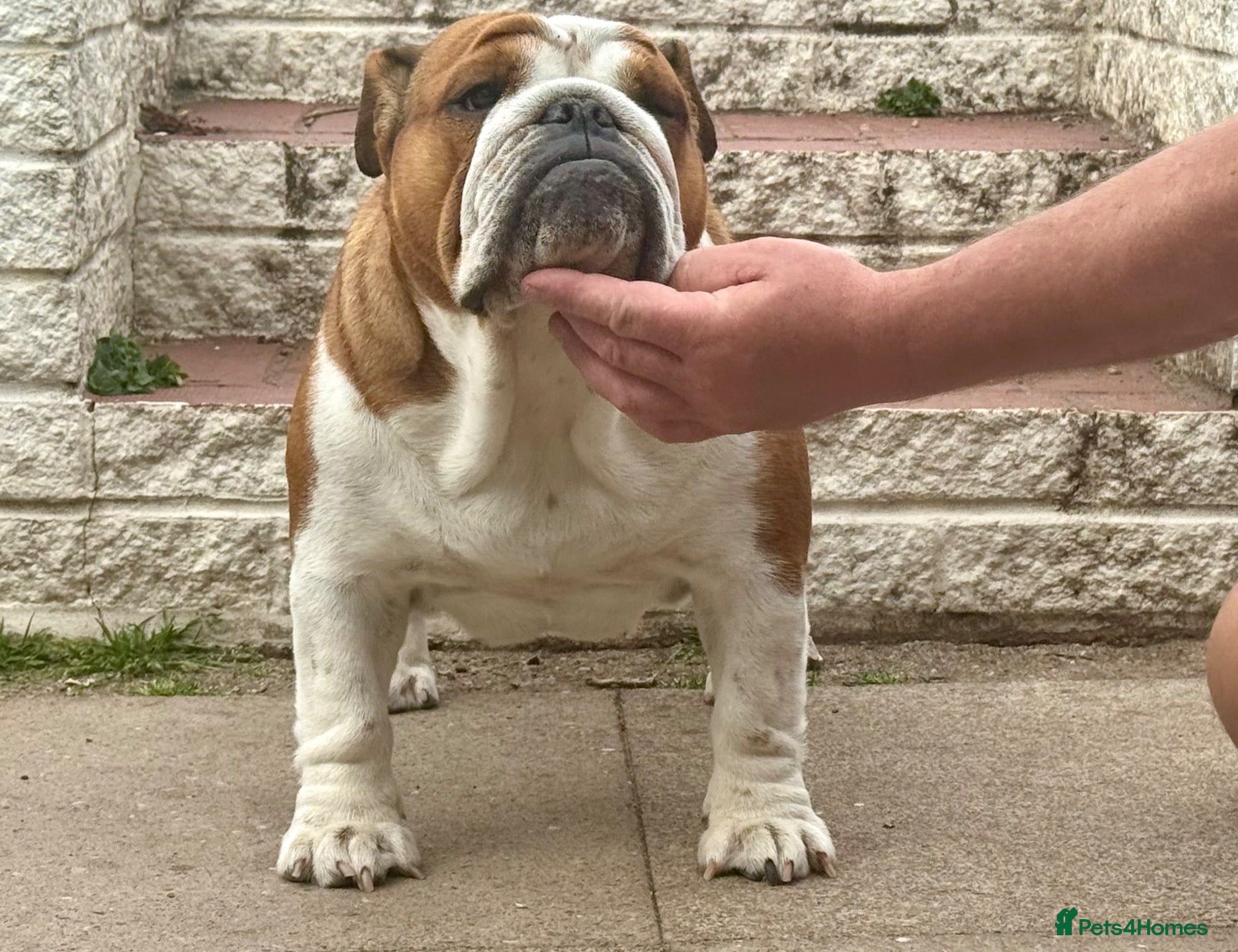 English Bulldog dogs Seehurst bulldogs  - Advert 7