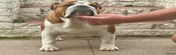 English Bulldog dogs for sale: Seehurst bulldogs  in Tamworth - Advert 1