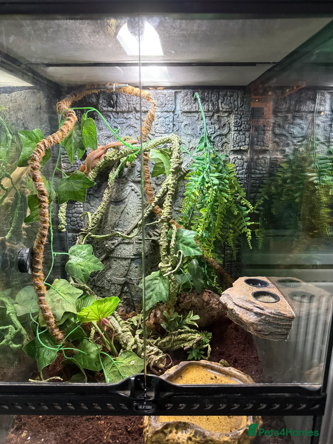 Gecko reptiles for sale: Crested geckos and full setups in Market Rasen - Advert 5