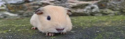 Guinea Pig rodents for sale: Californian and silver agouti baby guinea pigs. - Advert 16