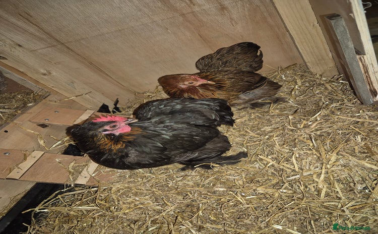 Chickens poultry - Advert 6
